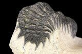 Bargain, Crotalocephalina Trilobite - Atchana, Morocco #163197-3